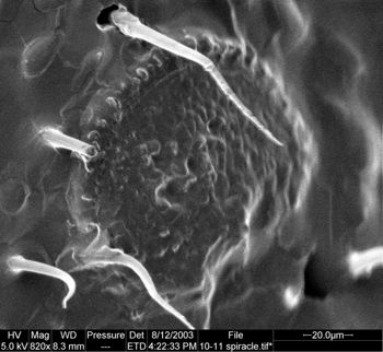 Media type: image;   Invertebrate Zoology 134645